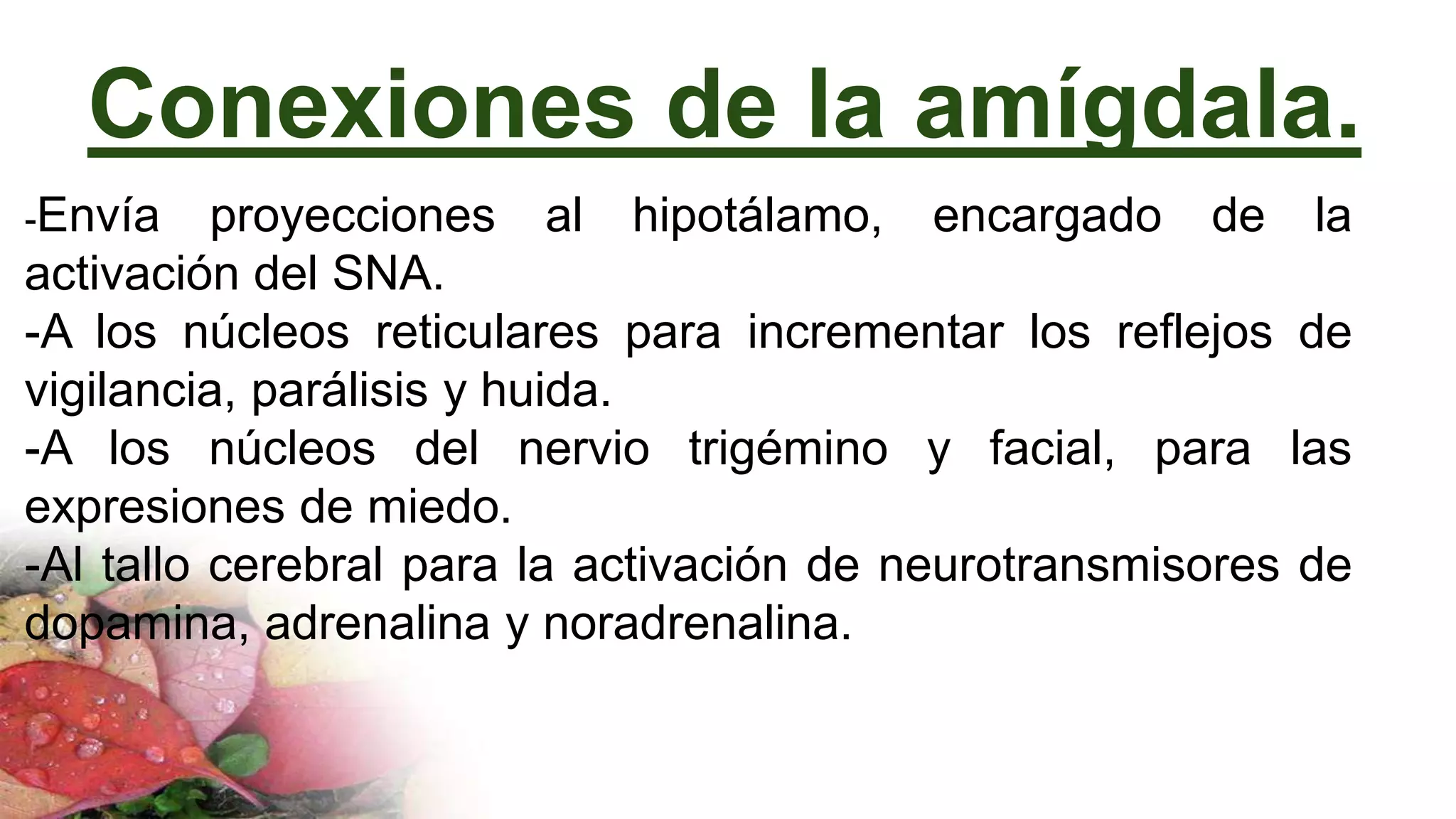 Conexiones de la amígdala.
-Envía proyecciones al hipotálamo, encargado de la
activación del SNA.
-A los núcleos reticulares para incrementar los reflejos de
vigilancia, parálisis y huida.
-A los núcleos del nervio trigémino y facial, para las
expresiones de miedo.
-Al tallo cerebral para la activación de neurotransmisores de
dopamina, adrenalina y noradrenalina.
 