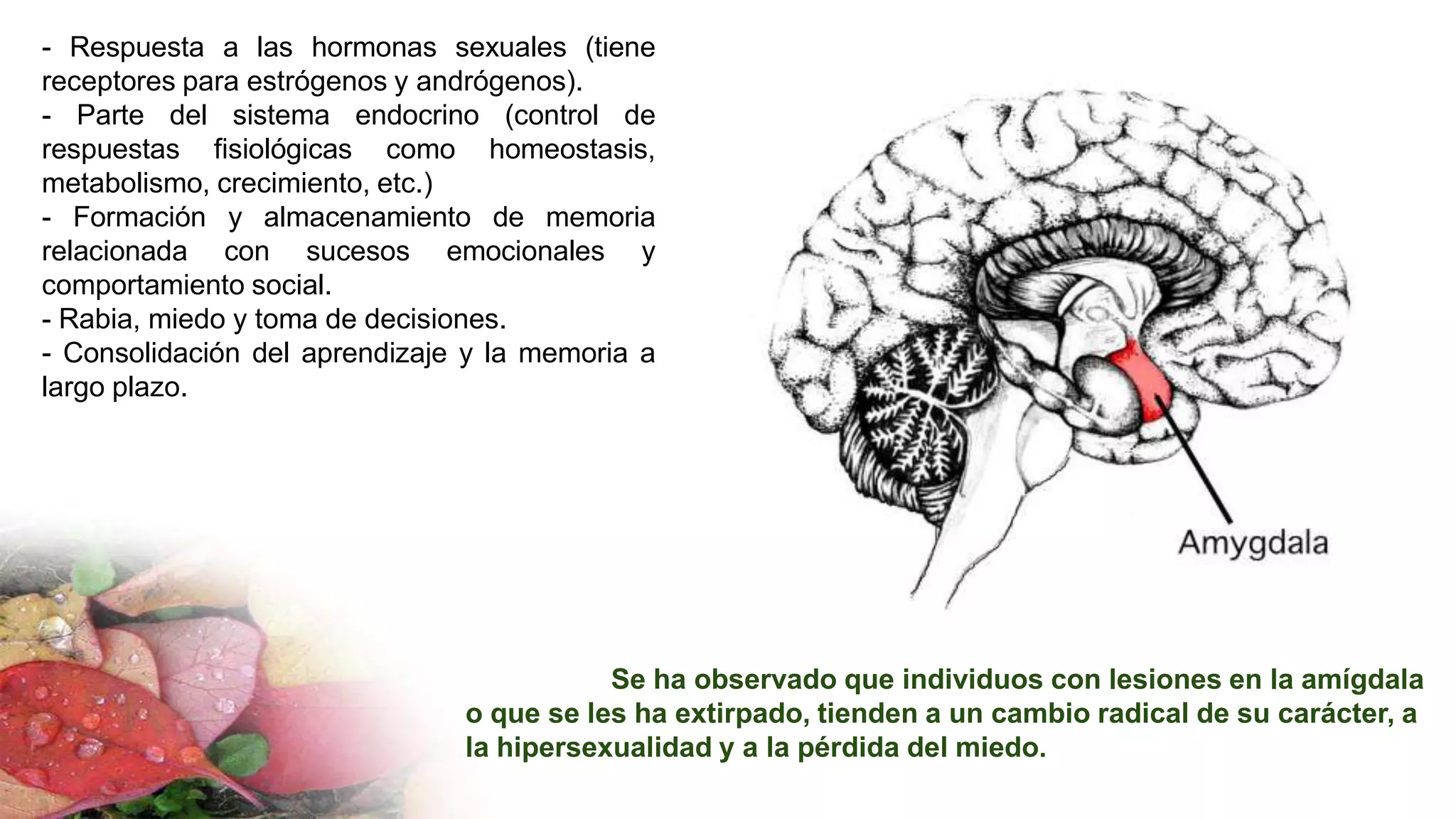 Se ha observado que individuos con lesiones en la amígdala
o que se les ha extirpado, tienden a un cambio radical de su carácter, a
la hipersexualidad y a la pérdida del miedo.
- Respuesta a las hormonas sexuales (tiene
receptores para estrógenos y andrógenos).
- Parte del sistema endocrino (control de
respuestas fisiológicas como homeostasis,
metabolismo, crecimiento, etc.)
- Formación y almacenamiento de memoria
relacionada con sucesos emocionales y
comportamiento social.
- Rabia, miedo y toma de decisiones.
- Consolidación del aprendizaje y la memoria a
largo plazo.
 