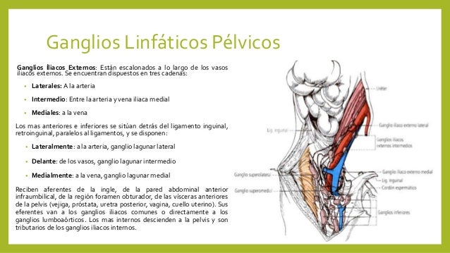 cadenas iliacas comunes sistema linf 225 tico cadenas iliacas comunes sistema linf 225 tico