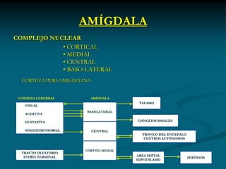 AMÍGDALA
COMPLEJO NUCLEAR
            • CORTICAL
            • MEDIAL
            • CENTRAL
            • BASO-LATERAL
  CORTEZA PERI-AMIGDALINA


 CORTEZA CEREBRAL        AMÍGDALA
                                         TÁLAMO
    VISUAL
                       BASOLATERAL
    AUDITIVA

    GUSTATIVA                           GANGLIOS BASALES

    SOMATOSENSORIAL         CENTRAL
                                          TRONCO DEL ENCEFALO
                                           CENTROS AUTÓNOMOS


                       CORTICO-MEDIAL
  TRACTO OLFATORIO
   ESTRÍA TERMINAL                      AREA SEPTAL
                                                                HIPÓFISIS
                                        HIPOTÁLAMO
 