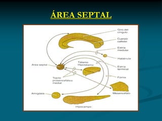 ÁREA SEPTAL
 