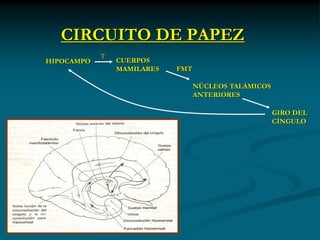 CIRCUITO DE PAPEZ
            T
HIPOCAMPO       CUERPOS
                MAMILARES   FMT

                                  NÚCLEOS TALÁMICOS
                                  ANTERIORES

                                                      GIRO DEL
                                                      CÍNGULO
 