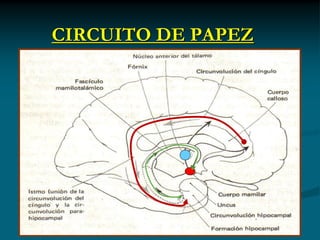 CIRCUITO DE PAPEZ
 