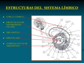 ESTRUCTURAS DEL SISTEMA LÍMBICO

   LÓBULO LÍMBICO

   GRUPO NUCLEAR
    ANTERIOR DEL
    TÁLAMO

   ÁREA SEPTAL

   HIPOTÁLAMO

   COMPLEJO NUCLEAR
    AMIGDALINO
 