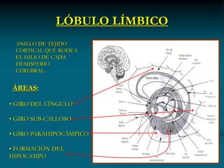LÓBULO LÍMBICO
 ANILLO DE TEJIDO
 CORTICAL QUE RODEA
 EL HILIO DE CADA
 HEMISFERIO
 CEREBRAL.


 ÁREAS:

• GIRO DEL CÍNGULO

• GIRO SUB-CALLOSO

• GIRO PARAHIPOCÁMPICO

• FORMACIÓN DEL
HIPOCAMPO
 