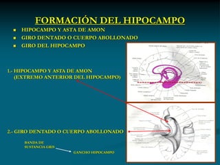 FORMACIÓN DEL HIPOCAMPO
    HIPOCAMPO Y ASTA DE AMON
    GIRO DENTADO O CUERPO ABOLLONADO
    GIRO DEL HIPOCAMPO



1.- HIPOCAMPO Y ASTA DE AMON
    (EXTREMO ANTERIOR DEL HIPOCAMPO)




2.- GIRO DENTADO O CUERPO ABOLLONADO

     BANDA DE
     SUSTANCIA GRIS
                      GANCHO HIPOCAMPO
 
