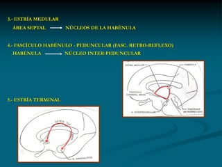 3.- ESTRÍA MEDULAR
 ÁREA SEPTAL          NÚCLEOS DE LA HABÉNULA


4.- FASCÍCULO HABÉNULO - PEDUNCULAR (FASC. RETRO-REFLEXO)
 HABÉNULA             NÚCLEO INTER-PEDUNCULAR




5.- ESTRÍA TERMINAL
 