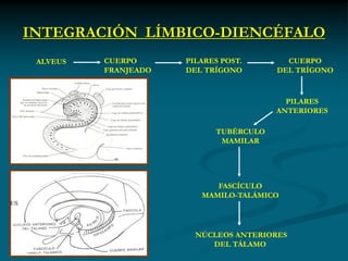 INTEGRACIÓN LÍMBICO-DIENCÉFALO
 ALVEUS   CUERPO      PILARES POST.       CUERPO
          FRANJEADO   DEL TRÍGONO       DEL TRÍGONO



                                          PILARES
                                        ANTERIORES

                            TUBÉRCULO
                             MAMILAR




                            FASCÍCULO
                         MAMILO-TALÁMICO




                        NÚCLEOS ANTERIORES
                           DEL TÁLAMO
 
