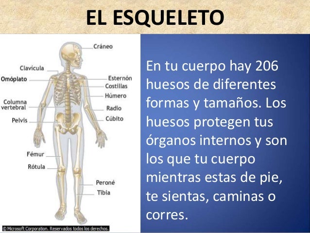 El sistema locomotor