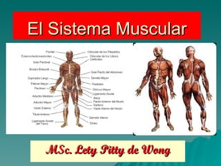 El Sistema Muscular MSc. Lety Pitty de Wong 