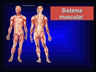 SistemaSistema
muscularmuscular
 