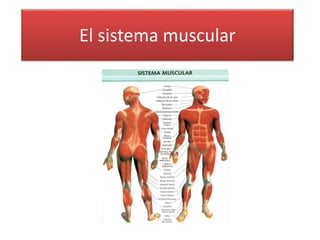 El sistema muscular
 