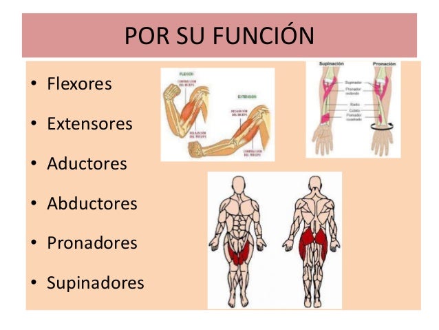 Resultado de imagen para musculos flexores, extensores, abductores, aductores