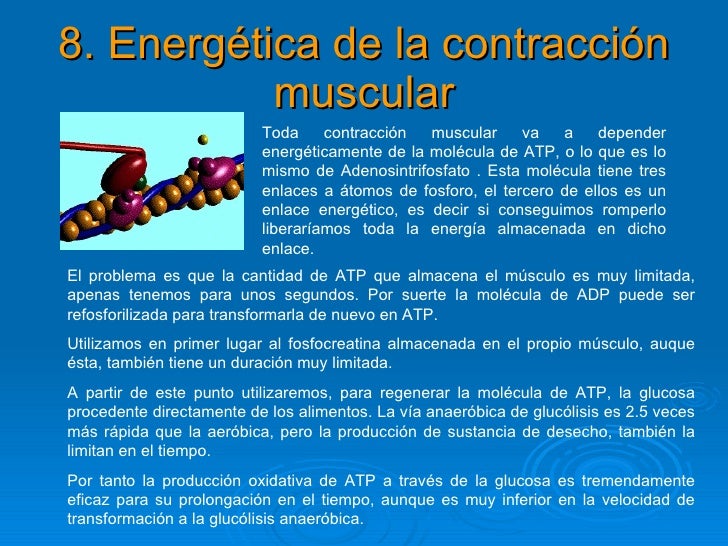 El Sistema Muscular