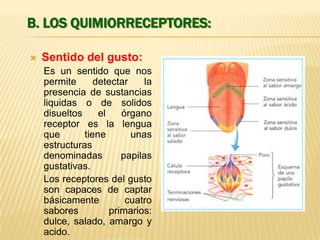 B. LOS QUIMIORRECEPTORES:


Sentido del gusto:
Es un sentido que nos
permite
detectar
la
presencia de sustancias
liquidas o de solidos
disueltos
el
órgano
receptor es la lengua
que
tiene
unas
estructuras
denominadas
papilas
gustativas.
Los receptores del gusto
son capaces de captar
básicamente
cuatro
sabores
primarios:
dulce, salado, amargo y
acido.

 