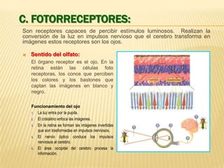 C. FOTORRECEPTORES:
Son receptores capaces de percibir estímulos luminosos. Realizan la
conversión de la luz en impulsos nervioso que el cerebro transforma en
imágenes estos receptores son los ojos.


Sentido del olfato:
El órgano receptor es el ojo. En la
retina están las células foto
receptoras, los conos que perciben
los colores y los bastones que
captan las imágenes en blanco y
negro.
Funcionamiento del ojo
1. La luz entra por la pupila.
2. El cristalino enfoca las imágenes.
3. En la retina se forman las imágenes invertidas
que son trasformadas en impulsos nerviosos.
4. El nervio óptico conduce los impulsos
nerviosos al cerebro.
5. El área occipital del cerebro procesa la
información.

 