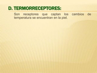 D. TERMORRECEPTORES:
Son receptores que captan los
temperatura se encuentran en la piel.

cambios

de

 