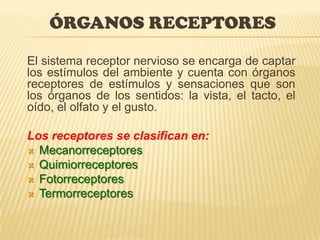 ÓRGANOS RECEPTORES
El sistema receptor nervioso se encarga de captar
los estímulos del ambiente y cuenta con órganos
receptores de estímulos y sensaciones que son
los órganos de los sentidos: la vista, el tacto, el
oído, el olfato y el gusto.

Los receptores se clasifican en:
 Mecanorreceptores
 Quimiorreceptores
 Fotorreceptores
 Termorreceptores

 