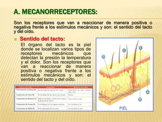 A. MECANORRECEPTORES:
Son los receptores que van a reaccionar de manera positiva o
negativa frente a los estímulos mecánicos y son: el sentido del tacto
y del oído.


Sentido del tacto:
El órgano del tacto es la piel
donde se localizan varios tipos de
receptores
mecánicos
que
detectan la presión la temperatura
y el dolor. Son los receptores que
van a reaccionar de manera
positiva o negativa frente a los
estímulos mecánicos y son: el
sentido del tacto y del oído.

 