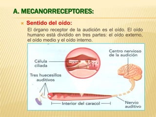 A. MECANORRECEPTORES:


Sentido del oído:
El órgano receptor de la audición es el oído. El oído
humano está dividido en tres partes: el oído externo,
el oído medio y el oído interno.

 