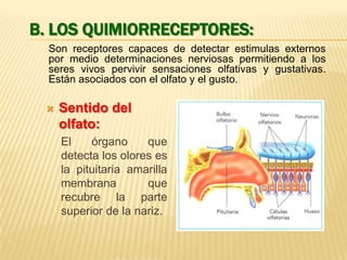 B. LOS QUIMIORRECEPTORES:
Son receptores capaces de detectar estimulas externos
por medio determinaciones nerviosas permitiendo a los
seres vivos pervivir sensaciones olfativas y gustativas.
Están asociados con el olfato y el gusto.


Sentido del
olfato:
El
órgano
que
detecta los olores es
la pituitaria amarilla
membrana
que
recubre la parte
superior de la nariz.

 