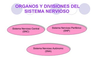 ORGANOS Y DIVISIONES DEL SISTEMA NERVIOSO   Sistema Nervioso Central (SNC) Sistema Nervioso Autónomo (SNA) Sistema Nervioso Periférico (SNP) 