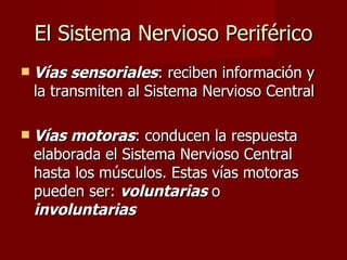 El Sistema Nervioso Periférico
   Vías sensoriales: reciben información y
    la transmiten al Sistema Nervioso Central

   Vías motoras: conducen la respuesta
    elaborada el Sistema Nervioso Central
    hasta los músculos. Estas vías motoras
    pueden ser: voluntarias o
    involuntarias
 