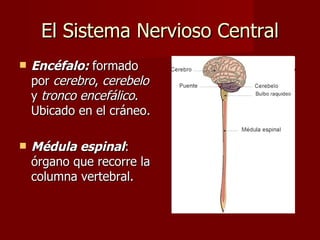 El Sistema Nervioso Central
   Encéfalo: formado
    por cerebro, cerebelo
    y tronco encefálico.
    Ubicado en el cráneo.

   Médula espinal:
    órgano que recorre la
    columna vertebral.
 