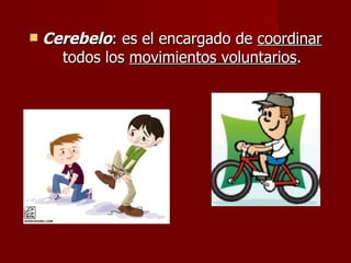    Cerebelo: es el encargado de coordinar
      todos los movimientos voluntarios.
 
