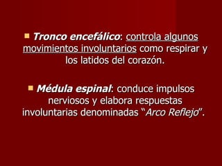 Tronco encefálico: controla algunos
movimientos involuntarios como respirar y
        los latidos del corazón.

  Médula espinal: conduce impulsos
      nerviosos y elabora respuestas
involuntarias denominadas “Arco Reflejo”.
 