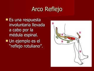Arco Reflejo
 Es una respuesta
  involuntaria llevada
  a cabo por la
  médula espinal.
 Un ejemplo es el
  “reflejo rotuliano”.
 