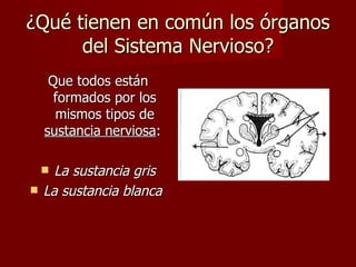 ¿Qué tienen en común los órganos
      del Sistema Nervioso?
     Que todos están
      formados por los
      mismos tipos de
    sustancia nerviosa:

     La sustancia gris
   La sustancia blanca
 