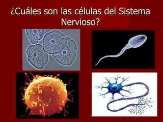 ¿Cuáles son las células del Sistema
            Nervioso?
 