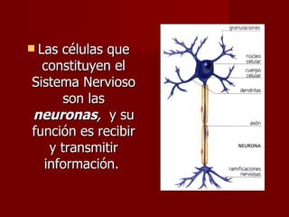  Lascélulas que
  constituyen el
Sistema Nervioso
      son las
neuronas, y su
función es recibir
   y transmitir
  información.
 