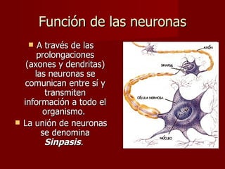 Función de las neuronas
       A través de las
        prolongaciones
     (axones y dendritas)
       las neuronas se
    comunican entre sí y
          transmiten
    información a todo el
         organismo.
   La unión de neuronas
         se denomina
          Sinpasis.
 