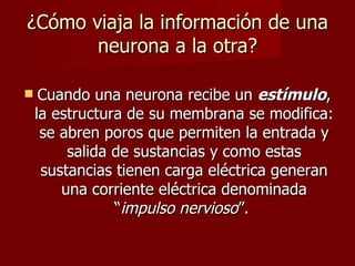 ¿Cómo viaja la información de una
       neurona a la otra?

    Cuando una neurona recibe un estímulo,
    la estructura de su membrana se modifica:
     se abren poros que permiten la entrada y
         salida de sustancias y como estas
     sustancias tienen carga eléctrica generan
        una corriente eléctrica denominada
                “impulso nervioso”.
 