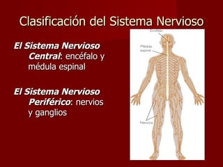 Clasificación del Sistema Nervioso
El Sistema Nervioso
    Central: encéfalo y
    médula espinal

El Sistema Nervioso
    Periférico: nervios
    y ganglios
 