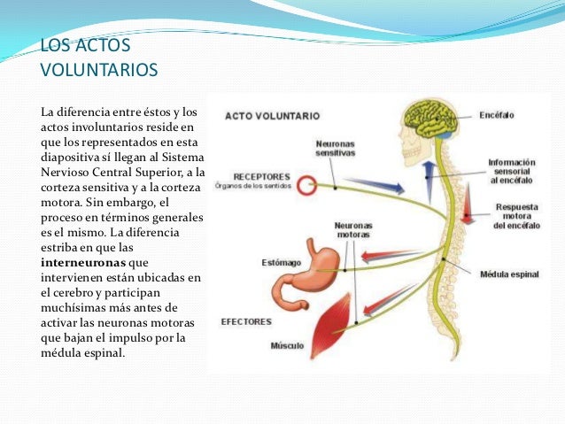 El sistema nervioso