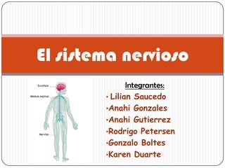 Integrantes:
• Lilian Saucedo
•Anahi Gonzales
•Anahi Gutierrez
•Rodrigo Petersen
•Gonzalo Boltes
•Karen Duarte
El sistema nervioso
 