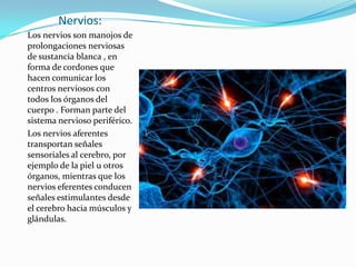 Nervios:
Los nervios son manojos de
prolongaciones nerviosas
de sustancia blanca , en
forma de cordones que
hacen comunicar los
centros nerviosos con
todos los órganos del
cuerpo . Forman parte del
sistema nervioso periférico.
Los nervios aferentes
transportan señales
sensoriales al cerebro, por
ejemplo de la piel u otros
órganos, mientras que los
nervios eferentes conducen
señales estimulantes desde
el cerebro hacia músculos y
glándulas.

 