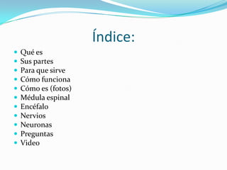 Índice:












Qué es
Sus partes
Para que sirve
Cómo funciona
Cómo es (fotos)
Médula espinal
Encéfalo
Nervios
Neuronas
Preguntas
Video

 