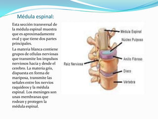 Médula espinal:
Esta sección transversal de
la médula espinal muestra
que es aproximadamente
oval y que tiene dos partes
principales.
La materia blanca contiene
grupos de células nerviosas
que transmite los impulsos
nerviosos hacia y desde el
cerebro. La materia gris,
dispuesta en forma de
mariposa, transmite las
señales entre los nervios
raquídeos y la médula
espinal. Los meninges son
unas membranas que
rodean y protegen la
médula espinal.

 