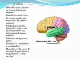 Encéfalo:
El encéfalo es un conjunto
de órganos del sistema
nervioso.
Está ubicado en el cráneo.
Es la parte superior y de
mayor masa del sistema
nervioso.
Está protegido por los
huesos del cráneo , es la
estructura central más
importante del sistema
nervioso.
Está compuesto por tres
partes:
Prosencéfalo , mesencéfalo
y rombencéfalo.
El encéfalo recibe sangre de
dos pares de grandes vasos
sanguíneos que son las
arterias.

 