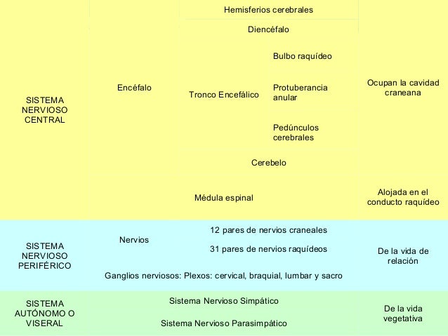 El Sistema Nervioso