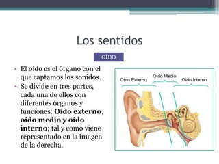 Los sentidos
• El oído es el órgano con el
que captamos los sonidos.
• Se divide en tres partes,
cada una de ellos con
diferentes órganos y
funciones: Oído externo,
oído medio y oído
interno; tal y como viene
representado en la imagen
de la derecha.
OÍDO
 