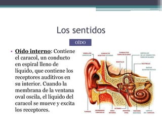 Los sentidos
• Oído interno: Contiene
el caracol, un conducto
en espiral lleno de
líquido, que contiene los
receptores auditivos en
su interior. Cuando la
membrana de la ventana
oval oscila, el líquido del
caracol se mueve y excita
los receptores.
OÍDO
 