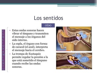 Los sentidos
• Estas ondas sonoras hacen
vibrar el tímpano y transmiten
el mensaje a los órganos del
oído interno.
• La copla, el órgano con forma
de caracol (el azul), interpreta
el mensaje hacia el cerebro.
• La trompa de Eustaquio
permite regular la presión a la
que está sometido el tímpano
cuando recibe las ondas
sonoras.
OÍDO
F
U
N
C
I
O
N
A
M
I
E
N
T
O
 