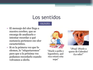 Los sentidos
• El mensaje del olor llega a
nuestro cerebro, que se
encarga de analizarlo e
intentar recordar a qué
sustancia pertenece ese olor
característico.
• Si es la primera vez que lo
olemos, lo “etiquetaremos”
para que a la próxima vez
podamos recordarlo cuando
volvamos a olerlo.
OLFATO
“Huele a pollo y
legumbres, qué
rica estará esta
sopa”
“¡Puaj! ¡Huele a
queso de Cabrales!
¡Lo odio!”
 