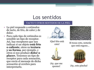 Los sentidos
• La piel responde a estímulos
de tacto, de frío, de calor y de
dolor.
• Para cada tipo de estímulos es
sensible un tipo de receptor.
Así, hay receptores que nos
indican si un objeto está frío
o caliente, otros su textura
y su forma, por ejemplo, y
otros si nos produce dolor o
placer. Tenemos un tipo de
receptor para cada sensación,
que envía el mensaje de dicha
sensación al cerebro para
interpretarlo.
TACTO Y OTROS SENTIDOS DE LA PIEL
¡Qué frío está
esto!
Si tocas esto, notarás
que está rugoso…
¡Ay, que me
quemo! ¡Ay, esto pincha!
 