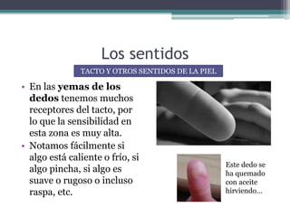 Los sentidos
• En las yemas de los
dedos tenemos muchos
receptores del tacto, por
lo que la sensibilidad en
esta zona es muy alta.
• Notamos fácilmente si
algo está caliente o frío, si
algo pincha, si algo es
suave o rugoso o incluso
raspa, etc.
Este dedo se
ha quemado
con aceite
hirviendo…
TACTO Y OTROS SENTIDOS DE LA PIEL
 